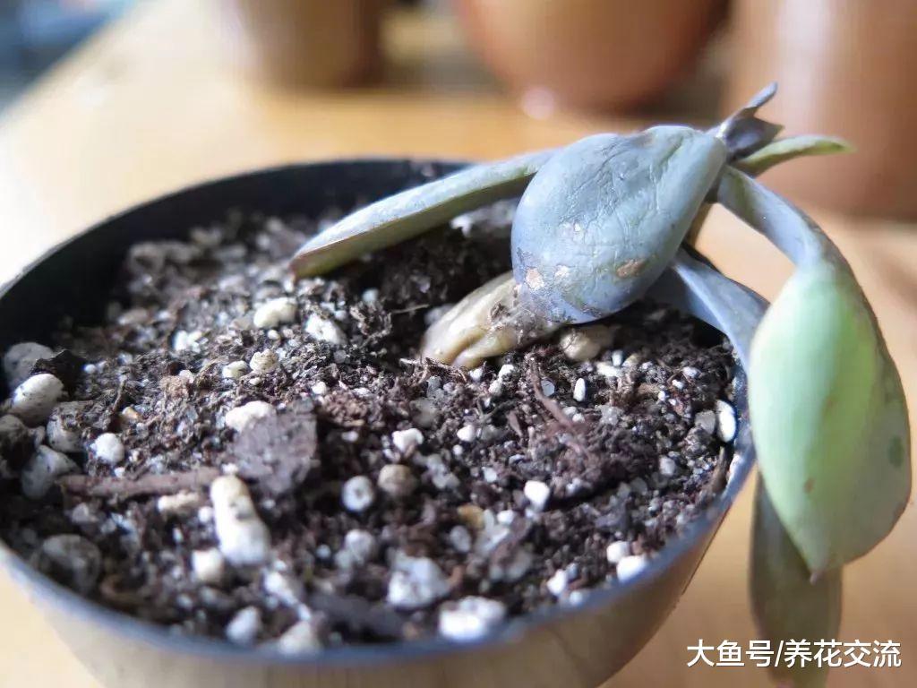 用这些方法养护盆栽多肉, 可以让它们一直活着