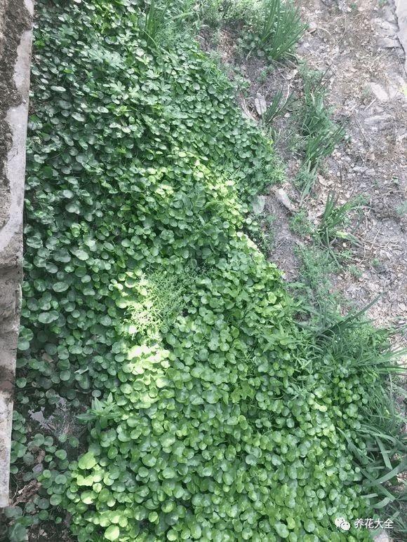 他家的铜钱草, 叶子比8个硬币还大, 每年丢掉几十斤!