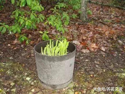 玉簪花的块茎在花盆里萌发幼苗, 不用两个月就能开出迷人花朵