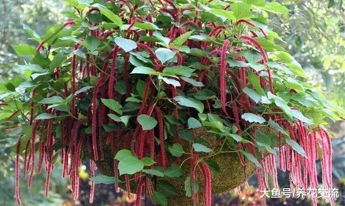 这两种铁苋菜养成灿烂可爱的吊盆花卉, 养在窗台上就很适合