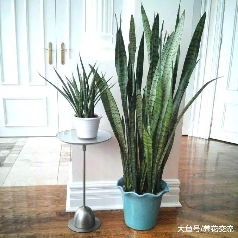 虎皮兰如何养护才能长出更多侧芽, 日常养护的几个技巧