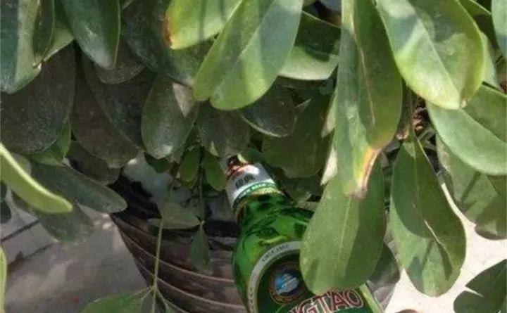 养花土硬成疙瘩, 加这3种“松土剂”, 7天爆出10个芽!