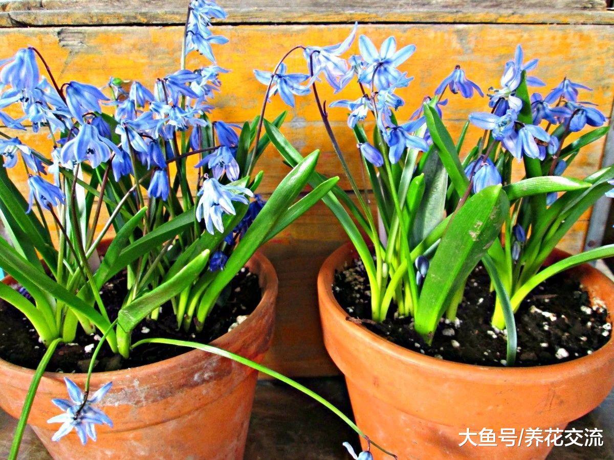 极其耐寒的西伯利亚蓝钟花, 冬天零下20度都冻不死