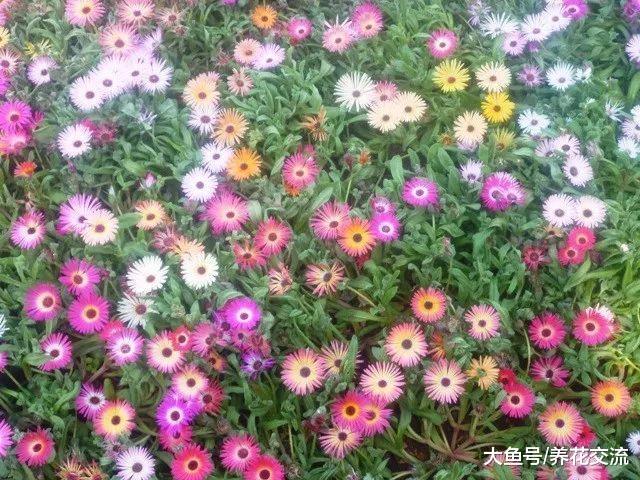 夏秋季节能够保持一直开花的十种植物, 阳光越多开花就越旺盛