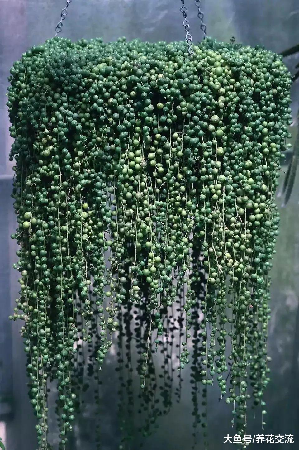 第二种,珍珠吊兰