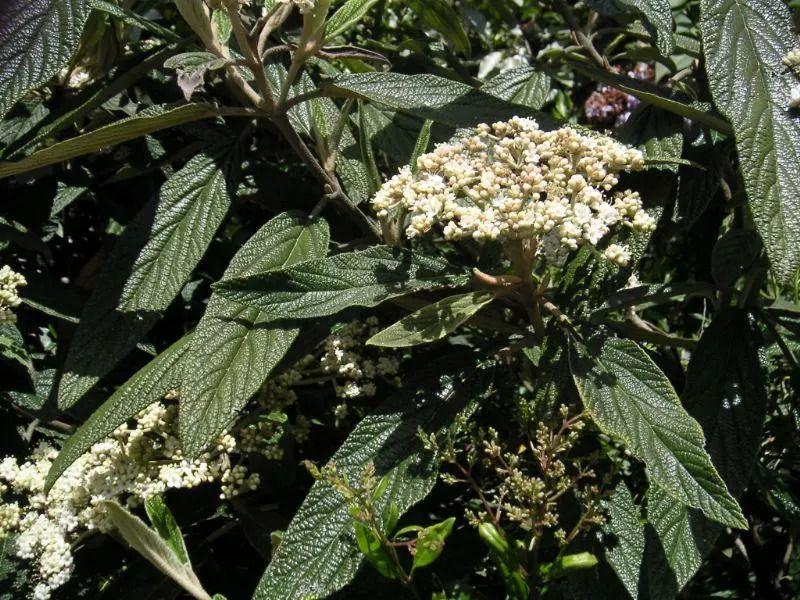想在树荫下种一些能开花、观赏性高的灌木, 这8种不要错过