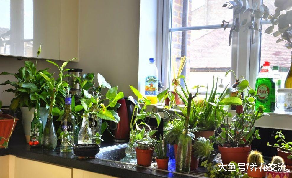 养死室内盆栽植物最常见的7个误区, 看看你做错了哪些