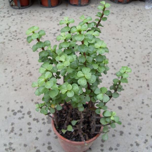 路边挖1棵马齿笕回家, 教你5招, 2年后能长成大盆景!