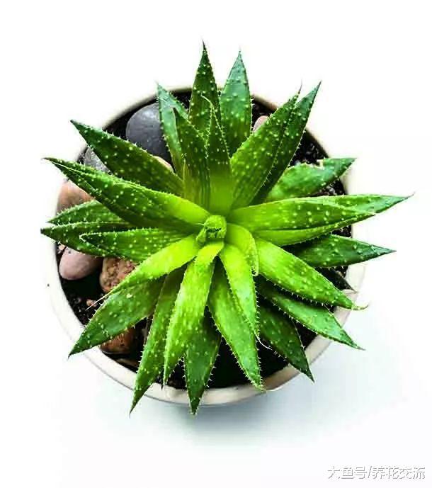 五种有助于更好睡眠的清新盆栽植物, 养卧室里就特别适合