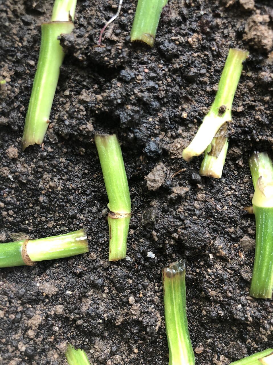 高手扦插“绿萝”, 1捆“光杆”洒土上, 3周就爆盆。网友: 新技能!