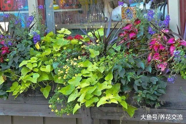 窗台上种上这几种盆栽花卉, 四季都灿烂多彩