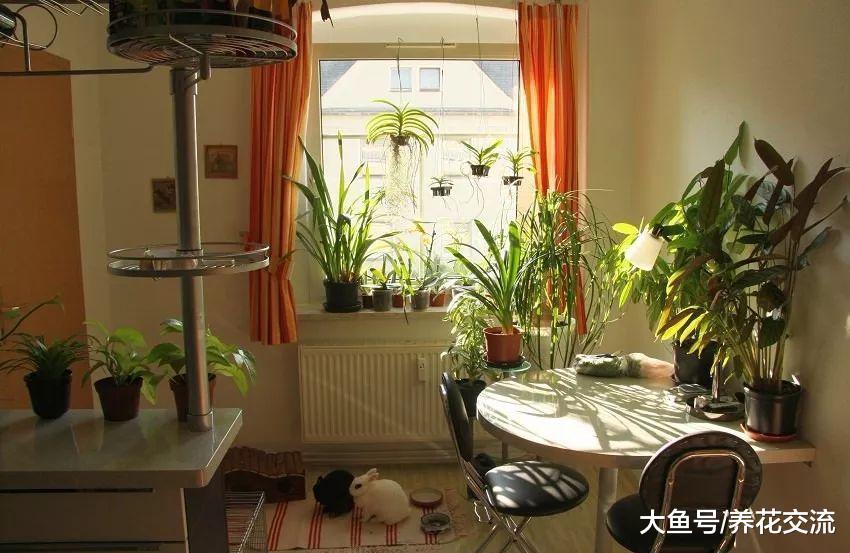 特别耐阴的一些开花植物, 冬季养家里也不会挂掉