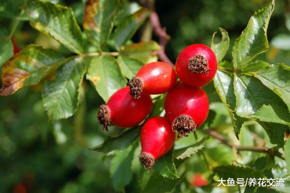 用种子就能繁殖出很多玫瑰和月季, 掌握这些方法就可以了
