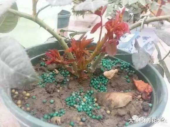 月季兰花轻轻掰一下, 10天冒小芽, 1个月就爆盆!