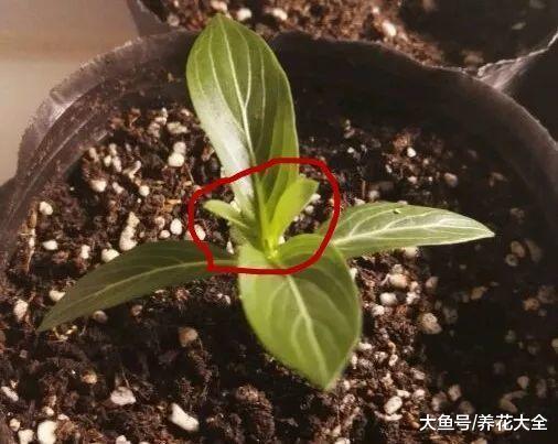 长春花掐点枝就能活, 别再舍不得了, 不然越来越瘦!