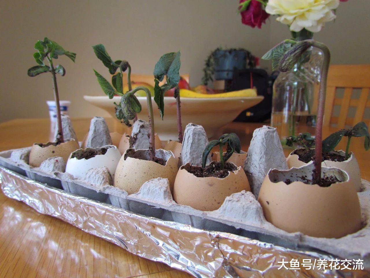 这7种生活中常见的废弃物都是很好的养花材料, 变成植物肥料