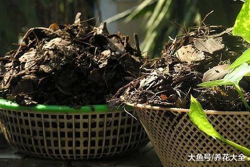 教你自制酸性土壤, 给栀子花用了, 花苞再也不掉了!
