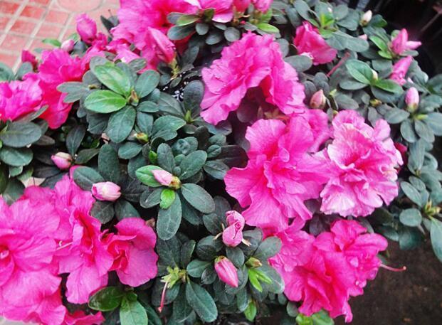 天养这“3种花”, 气温越低, 开的“越旺”, 花期长达180天