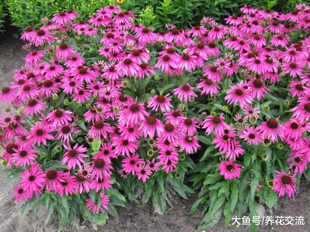 种上这种紫色的鲜艳花朵之后, 夏秋季节都能看到它松果般的花朵