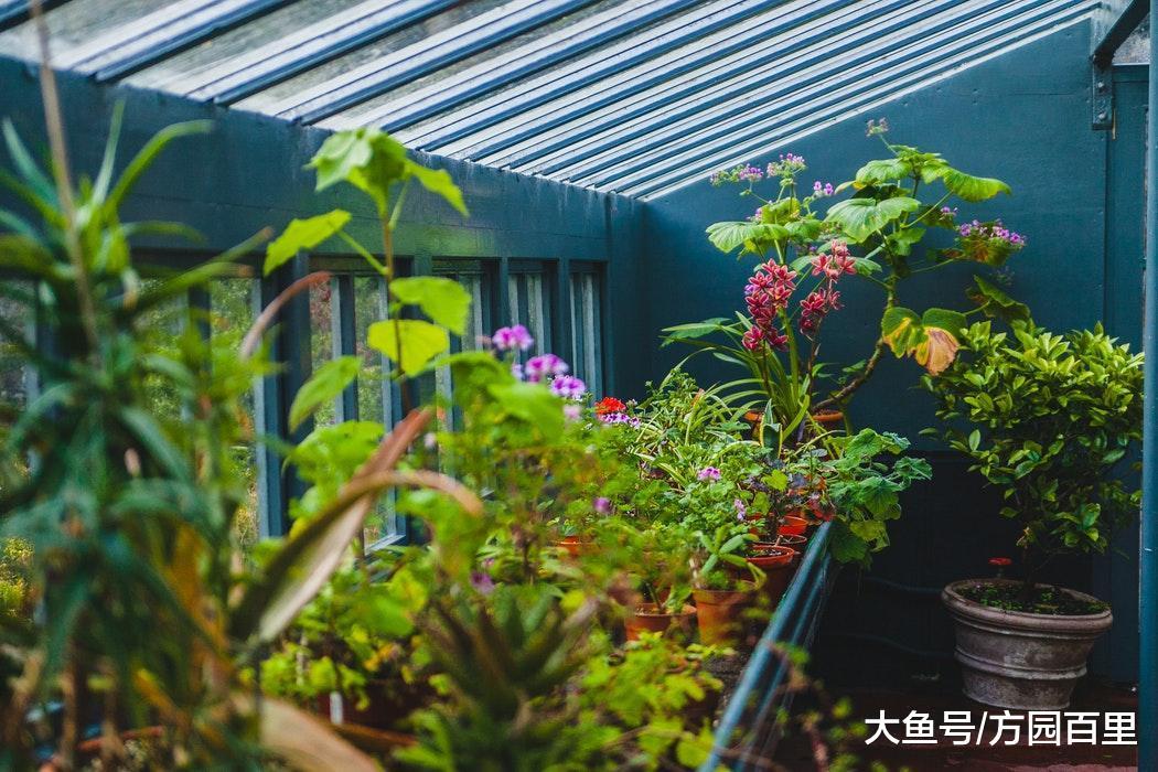 如何玩好植物花卉的混栽?