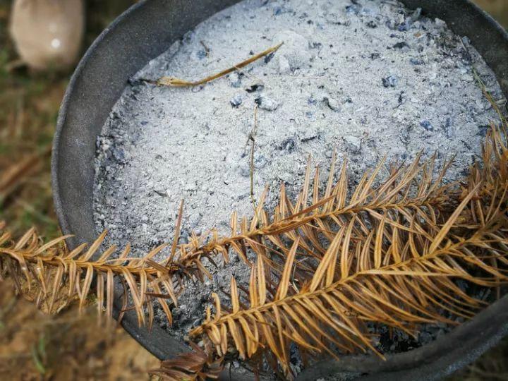 奶奶给花撒层“灰”, 叶不黄花照开, 零下10度冻不死!