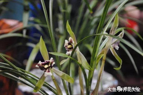 兰花烂根又长斑, 取出来消消毒, 重新翠绿有生机!