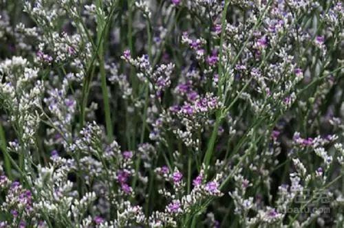 这草光是听名字, 没有半点杀伤力, 其实用来灭苍蝇可是一把好手!