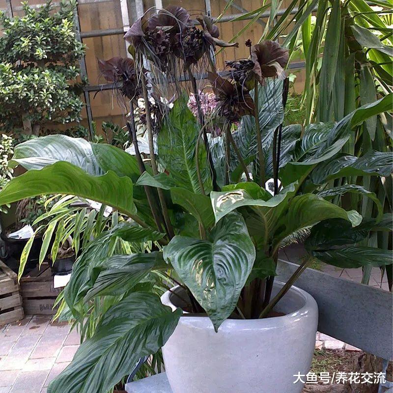 花朵长得特别像蝙蝠的老虎须, 样子这么恐怖你还敢养么?