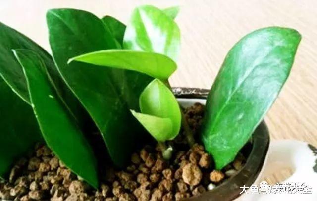 弄掉的叶子别扔, 简单一处理, 一盆变多盆!