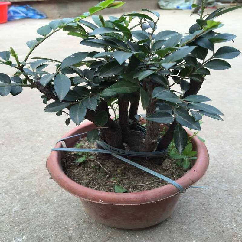 卧室养花不如“养树”, 样子耐看, 释放“香气”比香薰管用!