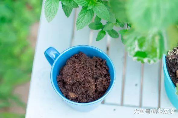 咖啡渣在养花过程中的常见的11种用法, 对植物花卉很有帮助