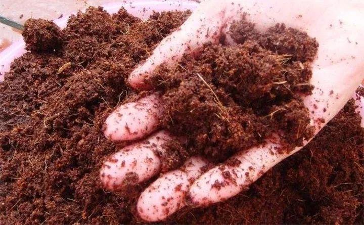 养好多肉全靠土, 这3种养肉配方, 简单靠谱好掌握!