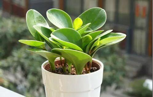 因为不知道什么时候浇水, 所以不敢养植物?