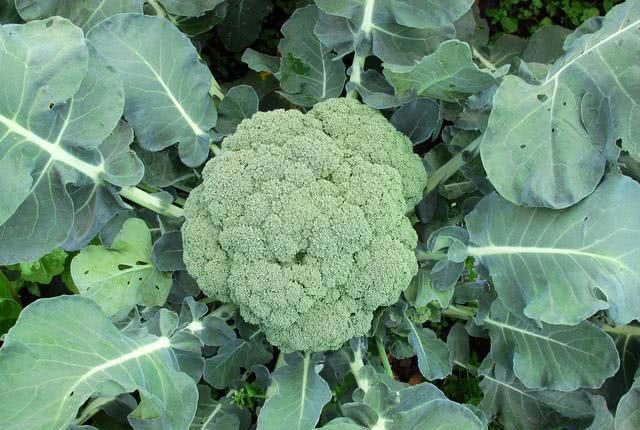 血脂高了怎么办? 常吃这几样天然食物, 轻松吃走高血脂