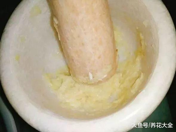 浇花水里兑点它, 虫子全死光, 花蹭蹭疯长!