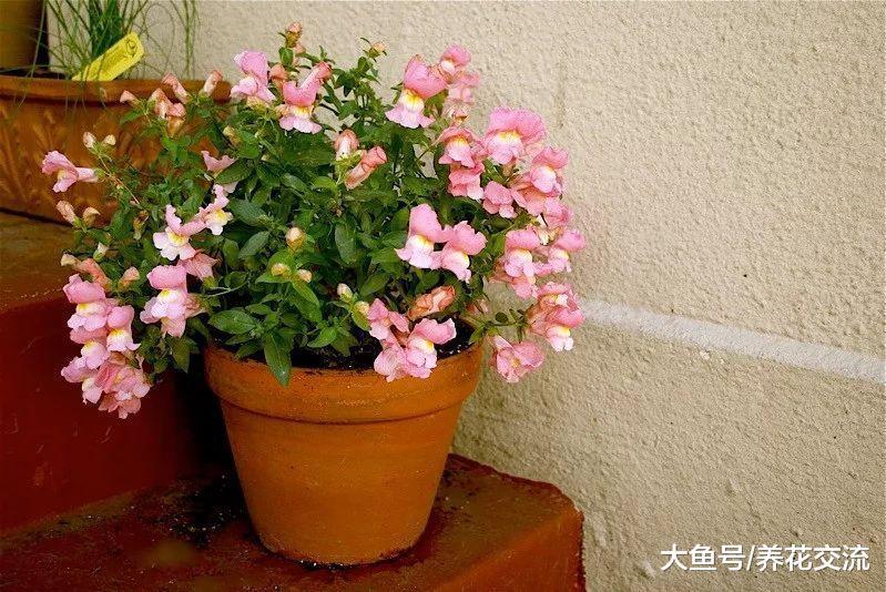 8种花朵灿烂的草本植物, 在阳台上作为盆栽最为适合