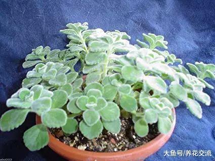 一碰就满手腻香的碰碰香, 养窗台边就能生长旺盛