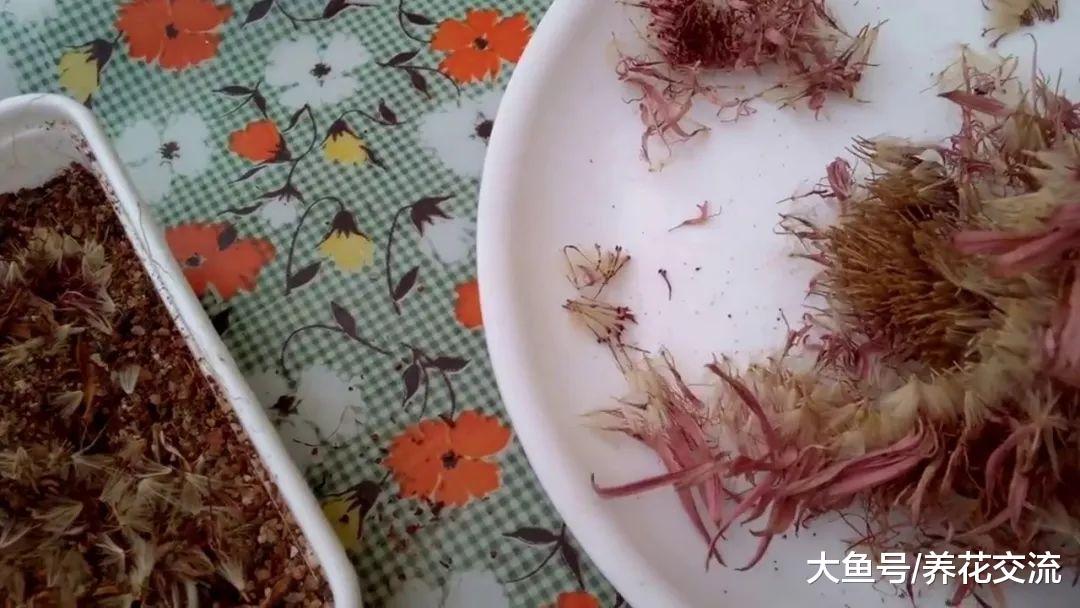 特别喜欢光照的非洲菊用种子养成盆栽的几个技巧