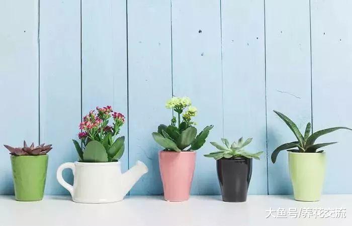 这些盆栽植物养在家里可以缓解过敏, 还能适当净化空气