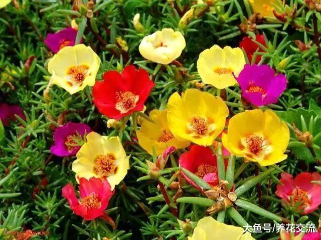 11种耐旱性特别强悍的观赏花卉, 四季都不用怎么管理的植物
