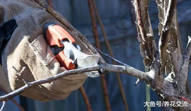 在家里种蓝莓掌握这10个技巧, 想要开花结果就很简单了