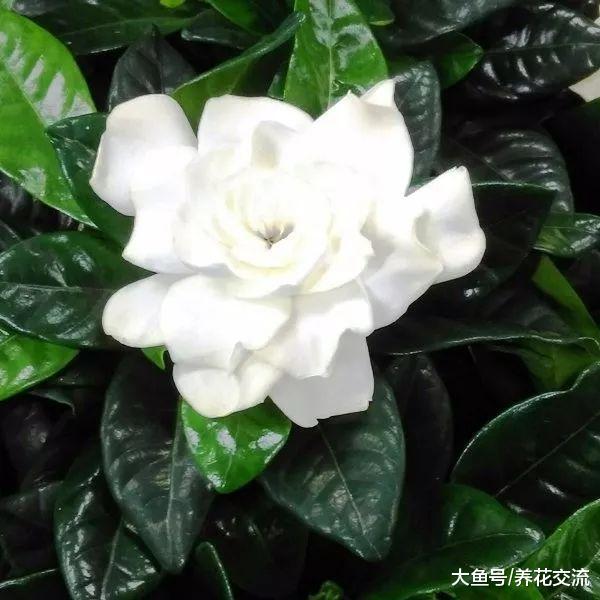 栀子花叶子和花朵变黄的原因, 盆栽养护常年开花的技巧