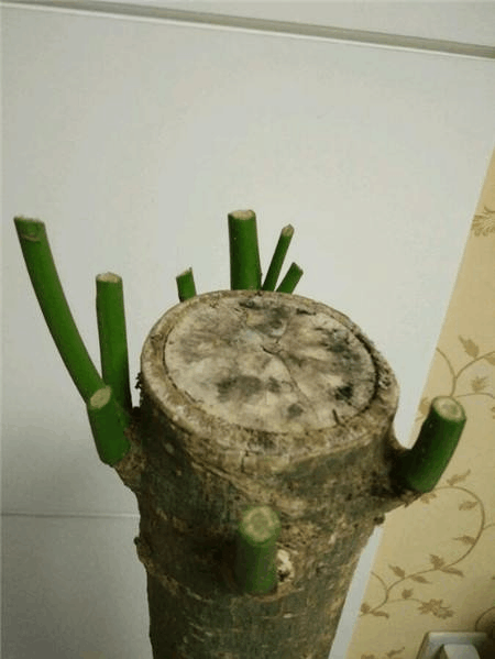 这4种花有“黄叶”, 别心疼, 直接全剪掉, 明年呼呼全蹿芽!