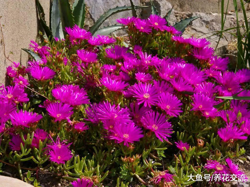 特别耐旱、耐热的美丽日中花, 养在花盆里都不用怎么照顾