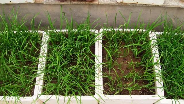 小区人人种韭菜, 3天发芽, 10天就能割一茬!