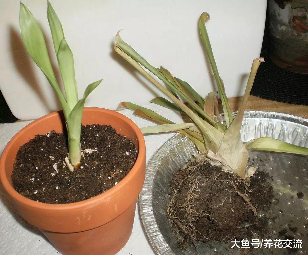 观赏凤梨花朵枯萎后, 用这种方法就能不断繁殖, 过两年还能开花