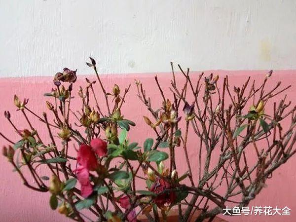 杜鹃一碰叶就掉? 那就用这招, 不然就只剩杆了!