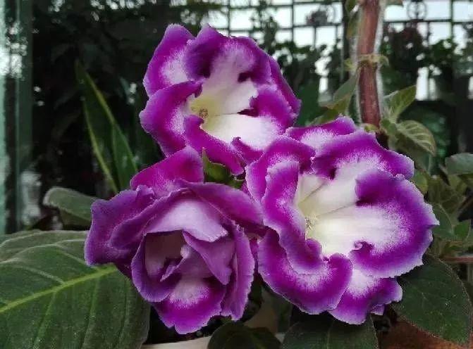 这花没太阳也能开, 随手摘片叶子, 就能长出一大片!