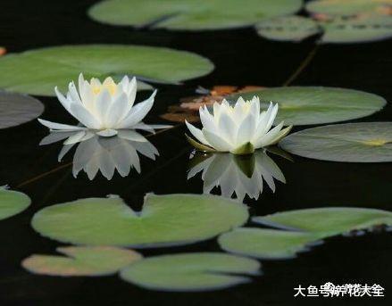 天热就在家养盆莲花, 不用出门都有花赏!