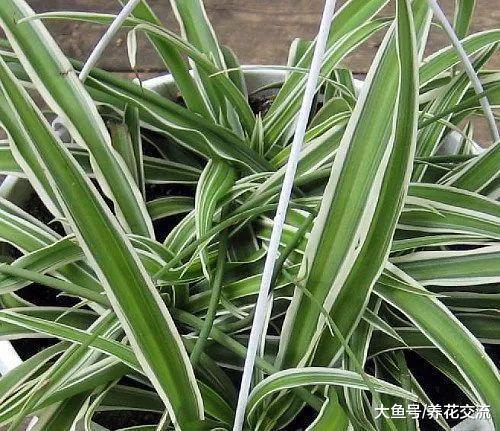 在室内养护盆栽植物最需要注意的5个事项, 养活植物很简单